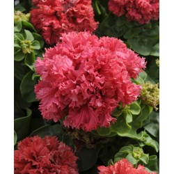Seminte PETUNIA grandiflora  DOUBLE PIROUETTE F1 Valentine