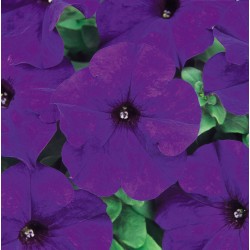 Seminte PETUNIA grandiflora DREAMS F1 Midnight