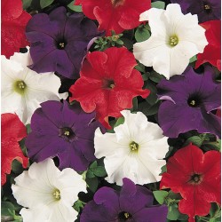 Seminte PETUNIA grandiflora DREAMS F1 Mix Patriot
