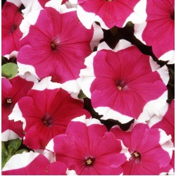 Seminte PETUNIA grandiflora DREAMS F1 Rose Picotee