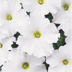 Seminte PETUNIA grandiflora DREAMS F1 White