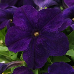 Seminte PETUNIA grandiflora Ez RIDER F1 Blue
