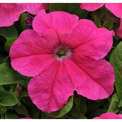 Seminte PETUNIA grandiflora Ez RIDER F1 Pink Deep 