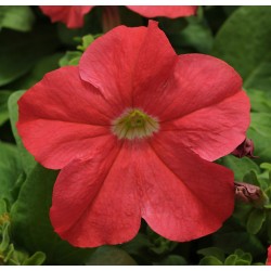 Seminte PETUNIA grandiflora Ez RIDER F1 Salmon Deep