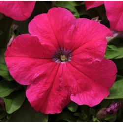 Seminte PETUNIA grandiflora Ez RIDER F1 Rose