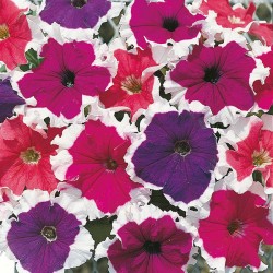 Seminte PETUNIA grandiflora FROST F1 Mix