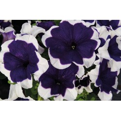 Seminte PETUNIA grandiflora Limbo F1 Blue Picotee - Petunia