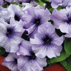 Seminte PETUNIA grandiflora Limbo F1 Blue Veined - Petunia