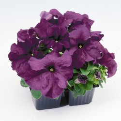 Seminte PETUNIA grandiflora Limbo F1 Deep Purple