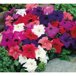 Seminte PETUNIA grandiflora Limbo F1 Mix full - Petunia