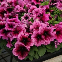 Seminte PETUNIA grandiflora Limbo F1 Plum