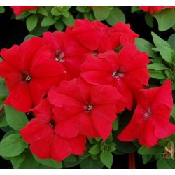 Seminte PETUNIA grandiflora Limbo F1 Red