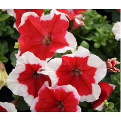 Seminte PETUNIA grandiflora Limbo F1 Red Picotee - Petunia