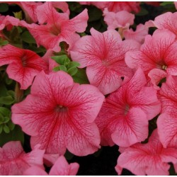 Seminte PETUNIA grandiflora Limbo F1 Red Veined - Petunia