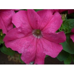 Seminte PETUNIA grandiflora Limbo F1 Rose