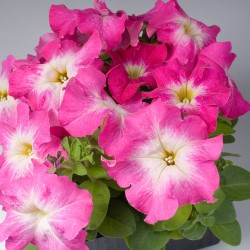 Seminte PETUNIA grandiflora Limbo F1 Rose Morn - Petunia