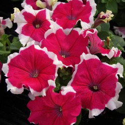 Seminte PETUNIA grandiflora Limbo F1 Rose Picotee - Petunia