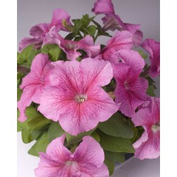Seminte PETUNIA grandiflora Limbo F1 Rose Veined - Petunia