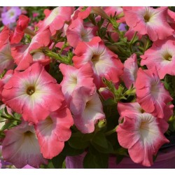 Seminte PETUNIA grandiflora Limbo F1 Salmon Morn - Petunia