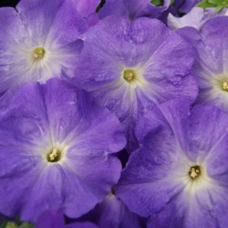 Seminte PETUNIA grandiflora Limbo F1 Sky Blue