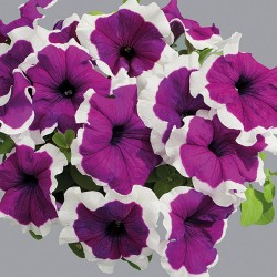 Seminte PETUNIA grandiflora Limbo F1 Violet Picotee - Petunia