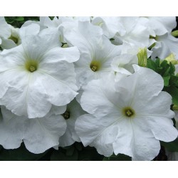 Seminte PETUNIA grandiflora Limbo F1 White