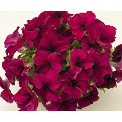 Seminte PETUNIA grandiflora SUCCESS 360 F1 Burgundy