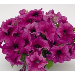 Seminte PETUNIA grandiflora SUCCESS 360 F1 Burgundy Vein