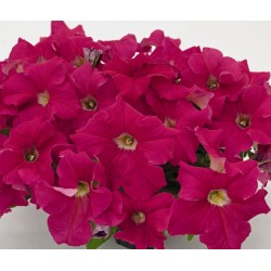 Seminte PETUNIA grandiflora SUCCESS 360 F1 Deep Pink