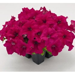 Seminte PETUNIA grandiflora SUCCESS 360 F1 Deep Rose