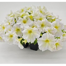 Seminte PETUNIA grandiflora SUCCESS 360 F1 Light Yellow