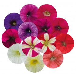Seminte PETUNIA grandiflora SUCCESS 360 F1 Mix