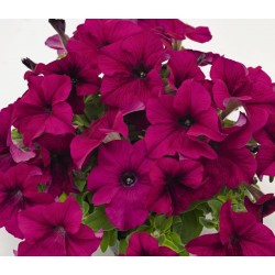 Seminte PETUNIA grandiflora SUCCESS 360 F1 Purple