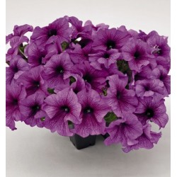 Seminte PETUNIA grandiflora SUCCESS 360 F1 Purple Vein