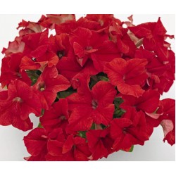 Seminte PETUNIA grandiflora SUCCESS 360 F1 Red