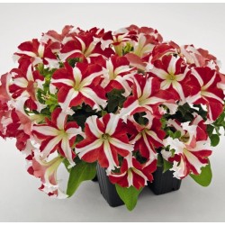 Seminte PETUNIA grandiflora SUCCESS 360 F1 Red Star