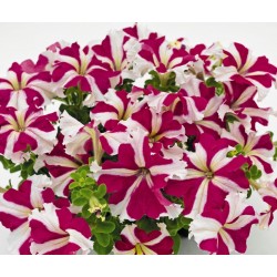 Seminte PETUNIA grandiflora SUCCESS 360 F1 Rose Star