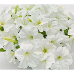 Seminte PETUNIA grandiflora SUCCESS 360 F1 White
