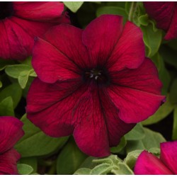 Seminte PETUNIA grandiflora SUPERCASCADE F1 Burgundy