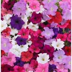 Seminte PETUNIA grandiflora SUPERCASCADE F1 Mixture