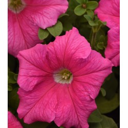 Seminte PETUNIA grandiflora SUPERCASCADE F1 Pink