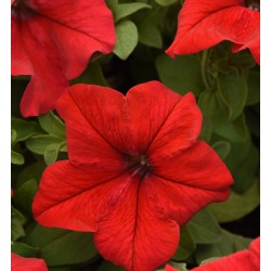 Seminte PETUNIA grandiflora SUPERCASCADE F1 Red