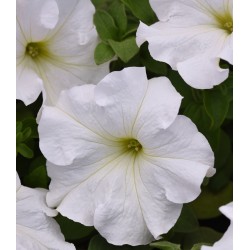 Seminte PETUNIA grandiflora SUPERCASCADE F1 White