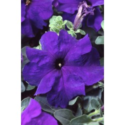 Seminte PETUNIA grandiflora Tango F1 Blue - Petunia