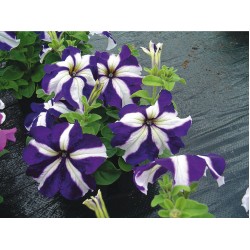 Seminte PETUNIA grandiflora Tango F1 Blue Star - Petunia