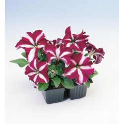 Seminte PETUNIA grandiflora Tango F1 Burgundy Star - Petunia