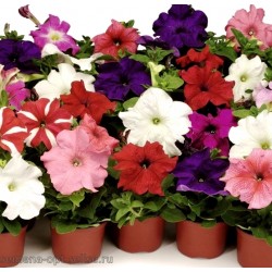 Seminte PETUNIA grandiflora Tango F1 Mix full - Petunia