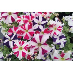 Seminte PETUNIA grandiflora Tango F1 Mix All Star - Petunia