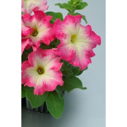 Seminte PETUNIA grandiflora Tango F1 Red Morn - Petunia