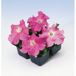 Seminte PETUNIA grandiflora Tango F1 Rose - Petunia